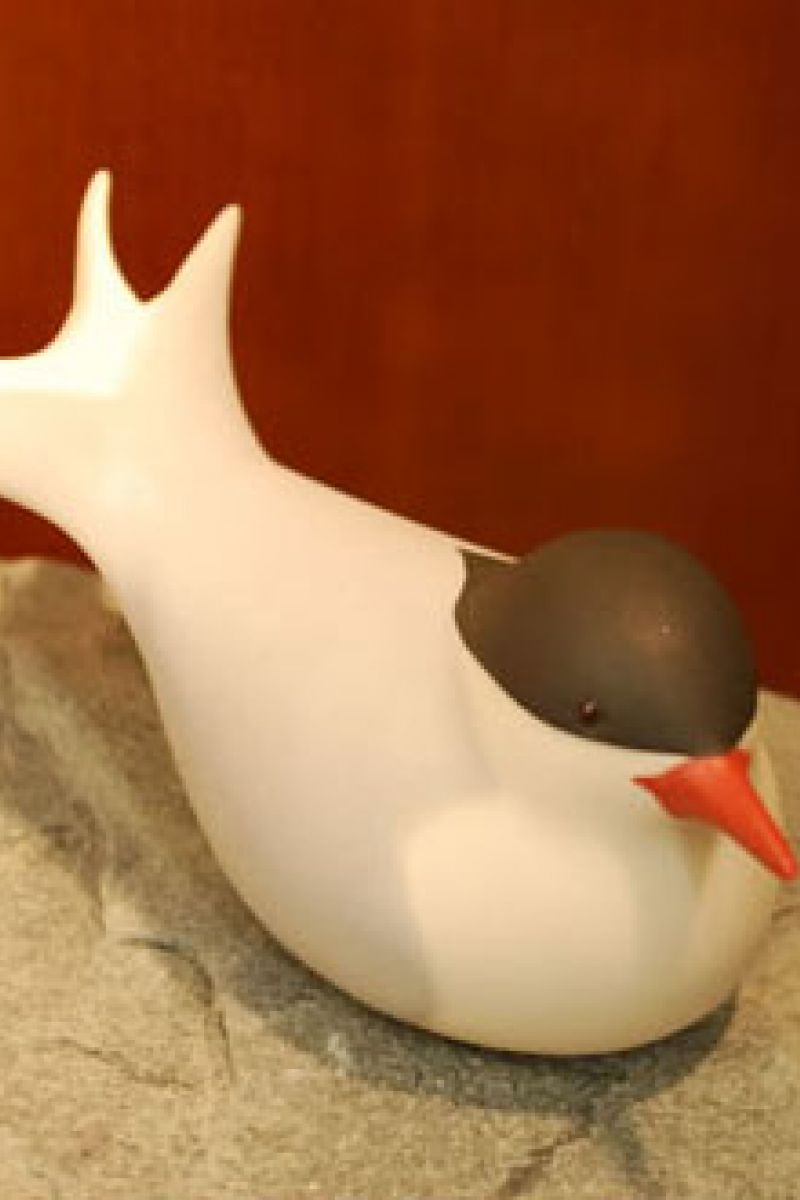 ARCTIC TERN