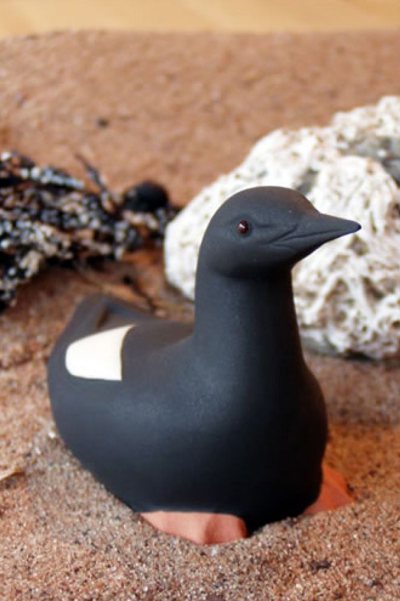 BLACK GUILLEMOT
