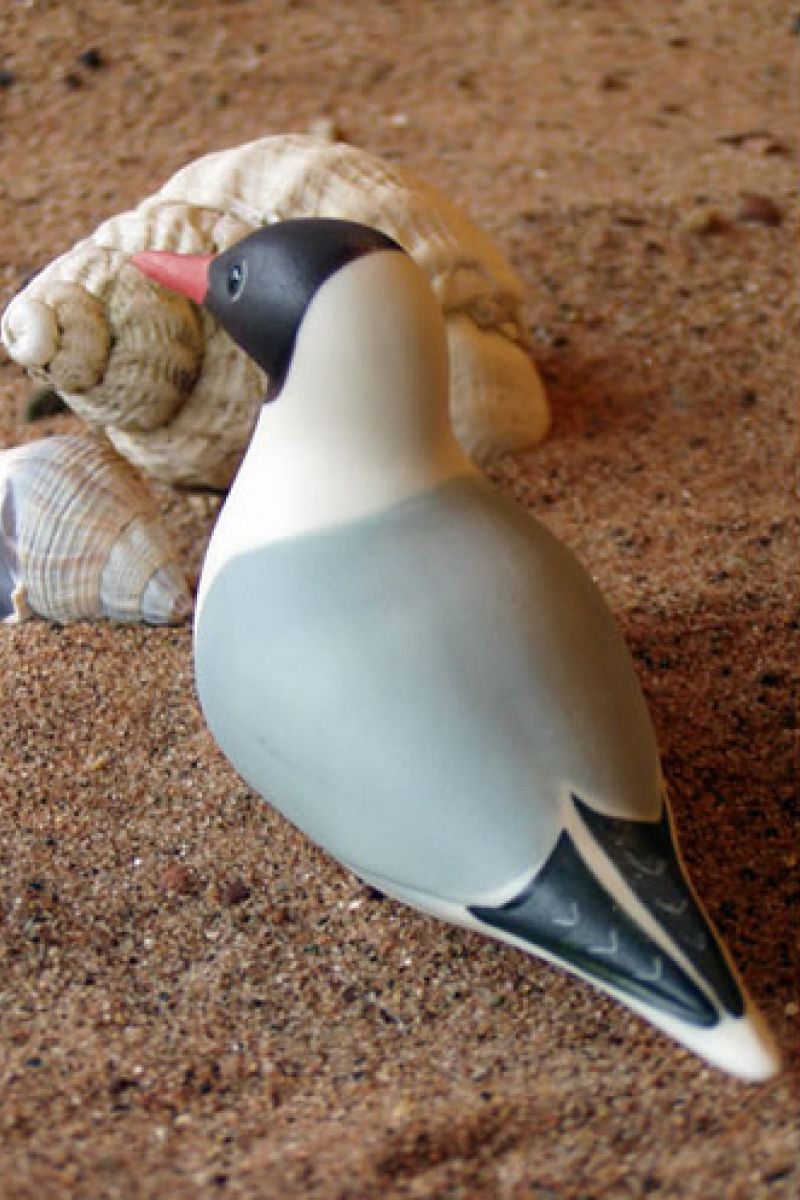 BLACK HEADED GULL