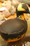 BLACK NECKED GREBE