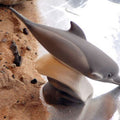 DOLPHIN DIVING