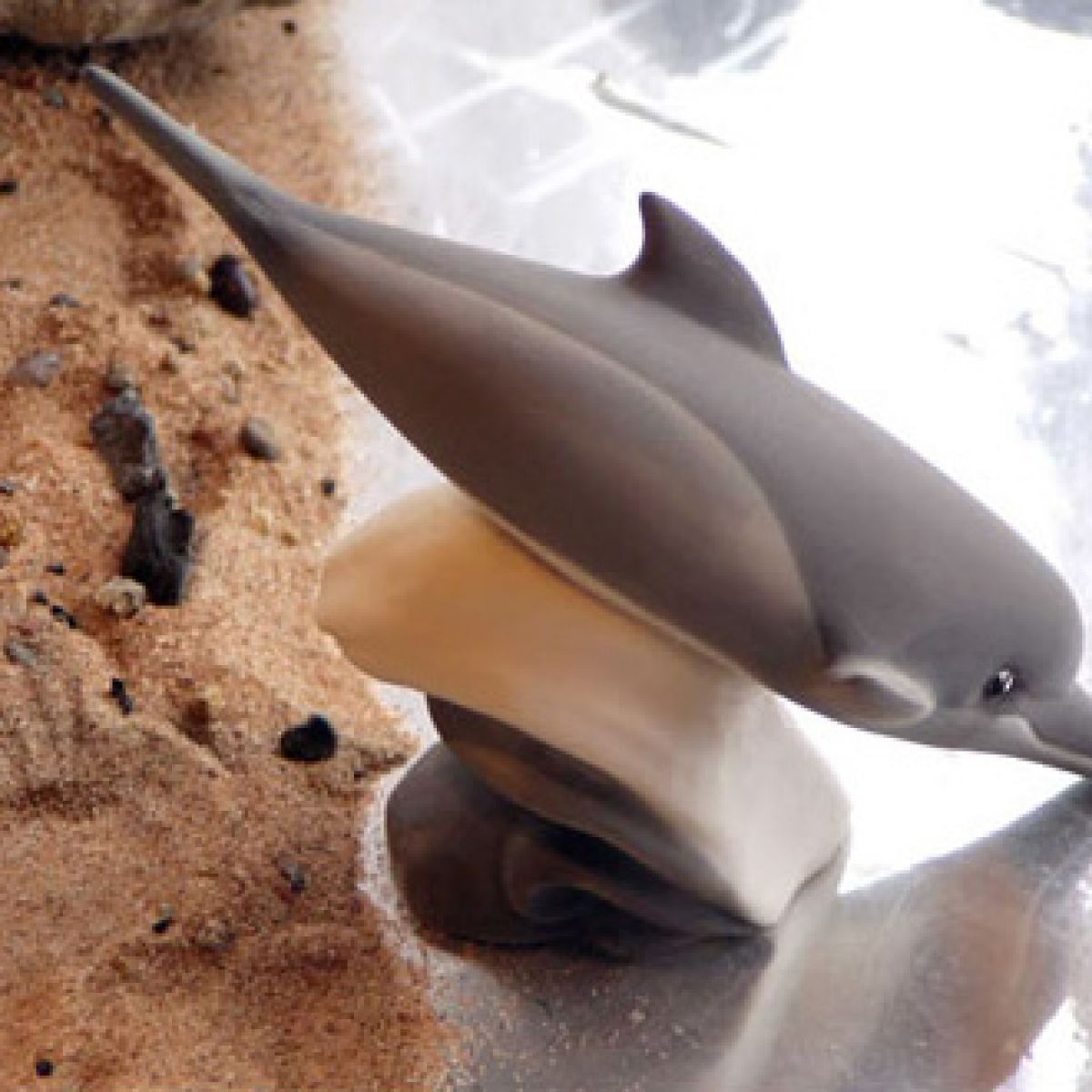 DOLPHIN DIVING