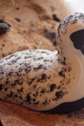 GREY PLOVER