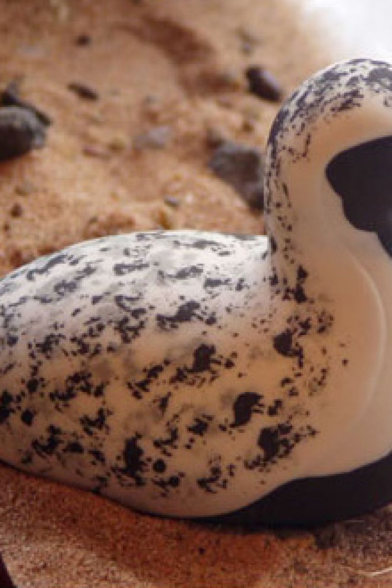 GREY PLOVER