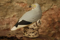 HEN HARRIER
