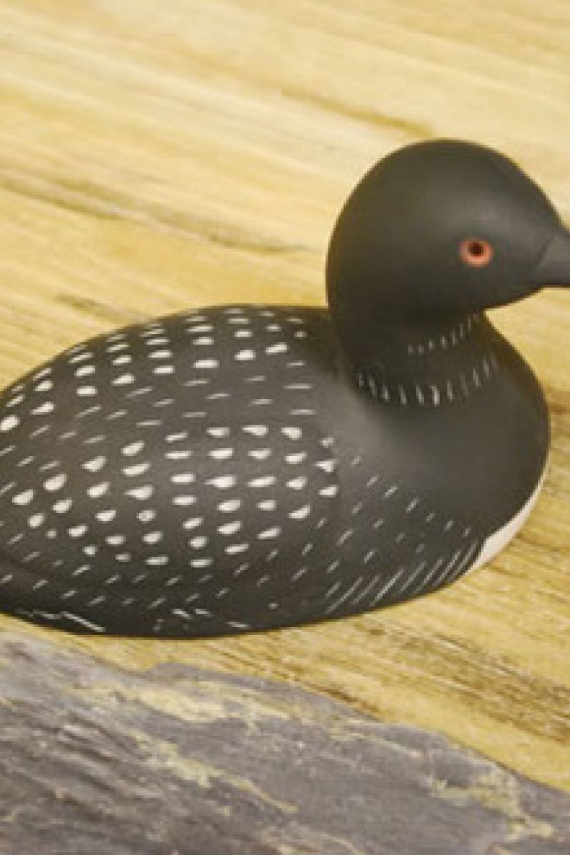 GREAT NORTHERN DIVER