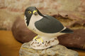 PEREGRINE FALCON