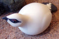 PTARMIGAN
