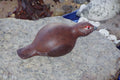 RED GROUSE