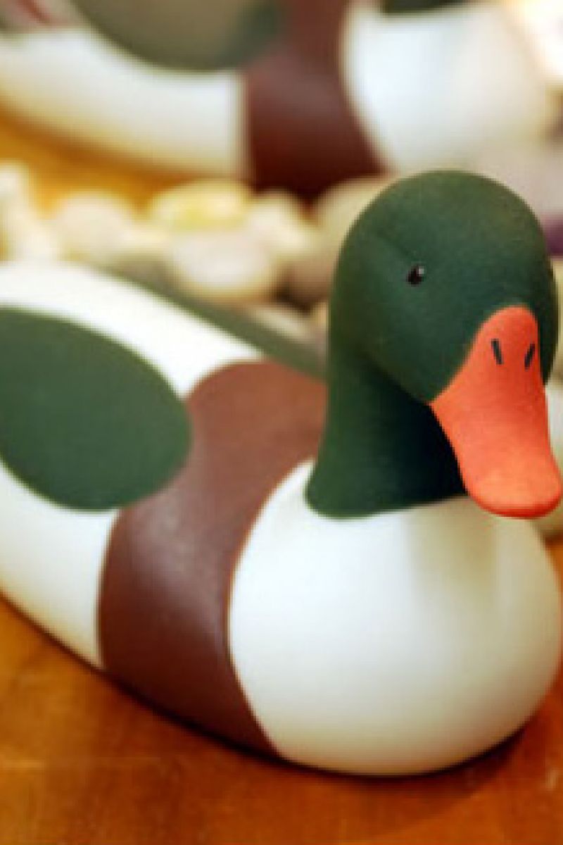SHELDUCK