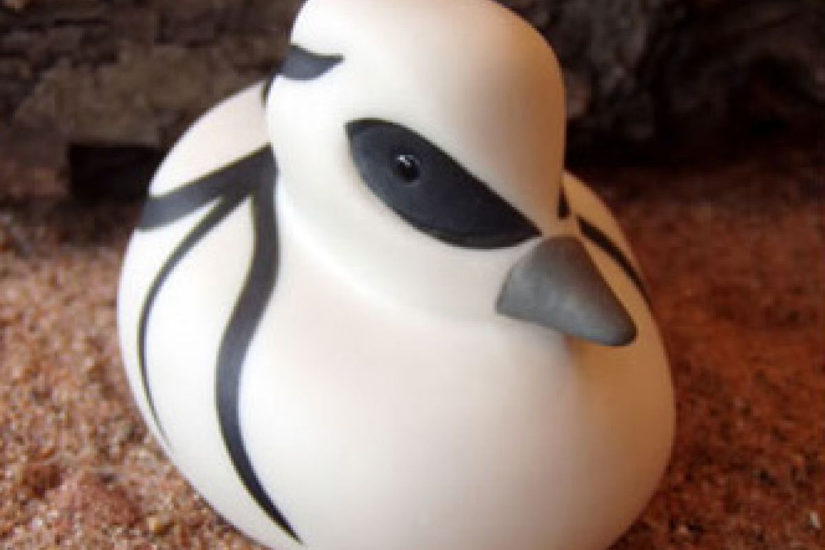 SMEW